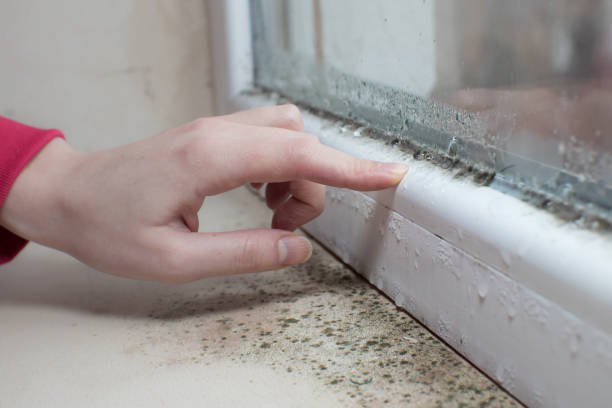 Best Mold Prevention Services  in Janesville, IA